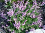 lilac Garden Flowers Heather, Calluna Photo