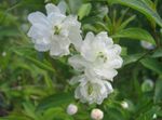 bianco I fiori da giardino Grandulosa Cerasus, Cerasus grandulosa foto