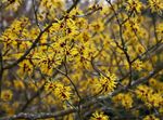 жут Баштенске Цветови Витцххазел, Hamamelis vernalis фотографија