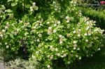blanco Flores de jardín Buttonbush, Campanas De Miel, Honeyball, Botón De Sauce, Cephalanthus Foto