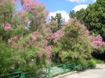 ვარდისფერი ბაღის ყვავილები Tamarisk, Athel ხე, მარილი კედარი, Tamarix სურათი