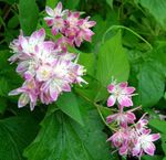 rosa Flores de jardín Deutzia Foto