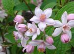 ピンク 庭の花 ウツギ, Deutzia フォト