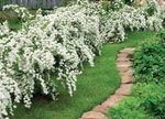 white Garden Flowers Deutzia Photo