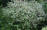 white Waxflower, Jamesia americana Photo