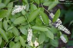 branco Flores do Jardim Waxflower, Jamesia americana foto