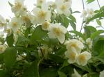 Mock orange 