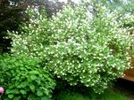 white Tuin Bloemen Mock Oranje, Philadelphus foto