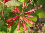 red Garden Flowers Honeysuckle, Lonicera-brownie Photo