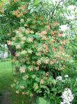 червен Градински цветове Орлови Нокти, Lonicera-brownie снимка