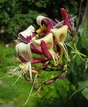 gelb Gartenblumen Gemeinsame Geißblatt, Lonicera-periclymenum Foto