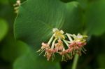 amarillo Flores de jardín Amarilla Madreselva Vid, Lonicera prolifera Foto