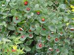 rouge les fleurs du jardin Chèvrefeuille Vigne Jaune, Lonicera prolifera Photo