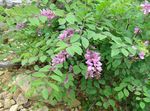 Indigofera 