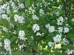 white Garden Flowers Shadbush, Snowy mespilus, Amelanchier Photo