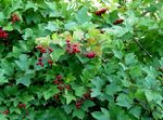weiß Gartenblumen European Cranberry Schneeball, Schneeball-European Busch, Schneeball, Viburnum Foto