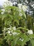 blanco Flores de jardín Bladdernut Americano, Staphylea Foto