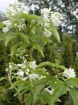 bianco I fiori da giardino Americano Borsolo, Staphylea foto