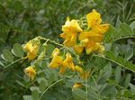 jaune les fleurs du jardin Baguenaudier, Colutea Photo