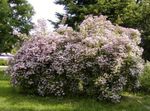 rose les fleurs du jardin Beauté Brousse, Kolkwitzia Photo