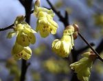 amarillo Flores de jardín Hazel Invierno, Corylopsis Foto