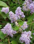 lila Flores de jardín Lila Californiana, Ceanothus Foto