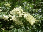 blanco Flores de jardín Lila Californiana, Ceanothus Foto