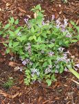 lilac Garden Flowers Leptodermis Photo