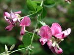 Shrub Bush Clover