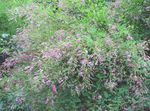 rosa Gartenblumen Strauch Buschklee, Lespedeza Foto