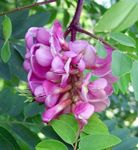 růžový Zahradní květiny False Acaciaia, Robinia-pseudoacacia fotografie