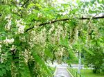 bianco I fiori da giardino Falso Acaciaia, Robinia-pseudoacacia foto