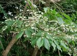 blanco Flores de jardín Maleberry, Lyonia Foto