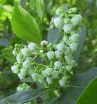 hvid Have Blomster Maleberry, Lyonia Foto
