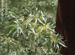 amarillo Flores de jardín Acebuche, Silverberry Cereza, Goumi, Buffaloberry Plata, Elaeagnus Foto