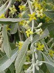 jaune les fleurs du jardin Oleaster, Silverberry Cerise, Goumi, Shepherdie Argent, Elaeagnus Photo