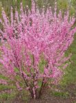pink Tuin Bloemen Dubbele Sierkers, Bloeiende Amandelbomen, Louiseania, Prunus triloba foto