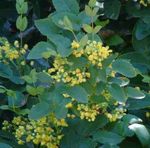 gelb Gartenblumen Mahonie, Mahonie Stechpalme, Stechpalme-Leaved Berberitze, Mahonia Foto