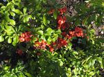 Flowering quince 