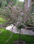 rosa Gartenblumen Mandel, Amygdalus Foto