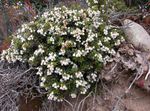 blanco Flores de jardín Gaulteria Chilenos, Pernettya, Gaultheria mucronata Foto