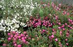 weiß Gartenblumen Chilenisch Winter, Pernettya, Gaultheria mucronata Foto