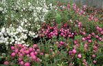 blanc les fleurs du jardin Wintergreen Chiliens, Pernettya, Gaultheria mucronata Photo