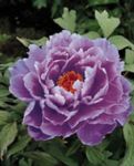 flieder Gartenblumen Baumpfingstrose, Paeonia-suffruticosa Foto