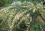 dzeltens Dārza Ziedi Slota, Cytisus Foto