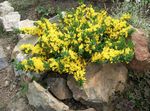 gelb Gartenblumen Prostata Besen, Cytisus decumbens Foto