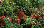 rouge les fleurs du jardin Coing, Chaenomeles-japonica Photo