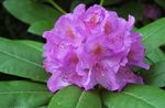 lilac Garden Flowers Azaleas, Pinxterbloom, Rhododendron Photo