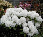 blanco Flores de jardín Azaleas, Pinxterbloom, Rhododendron Foto