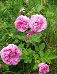 różowy Ogrodowe Kwiaty Beach Rose, Rosa-rugosa zdjęcie